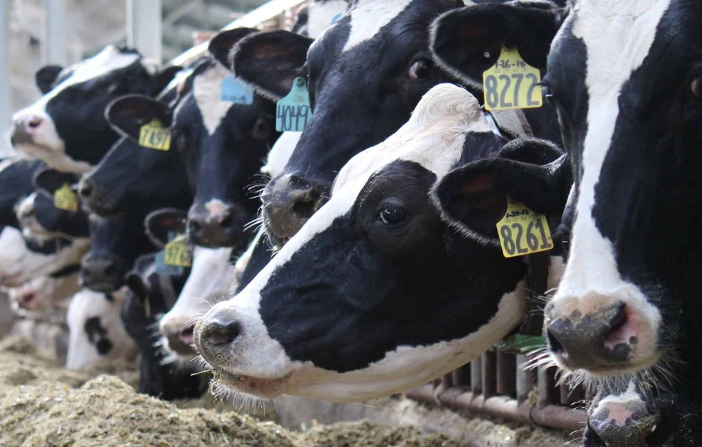 Photo of Holstein Cattle Feeding