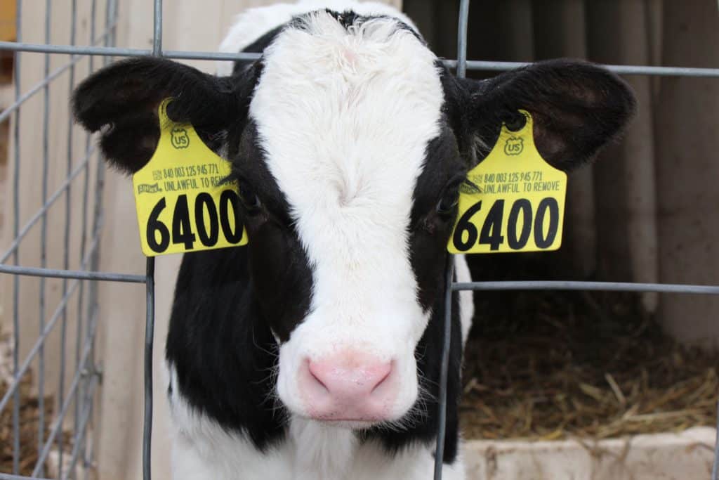 Photo of cow with tags on its ears