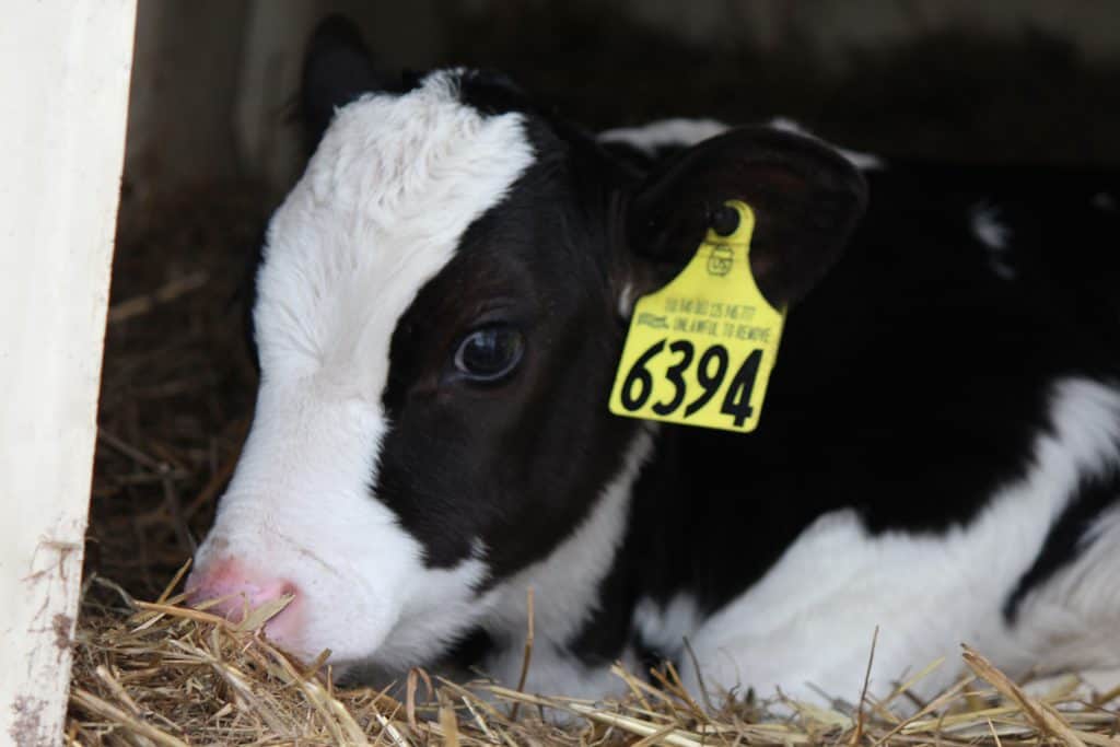 Photo of calf with ear tag
