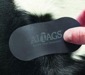 Black cattle heat detection sticker