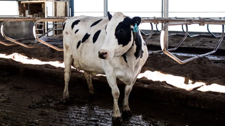 Holstein cow in freestall barn