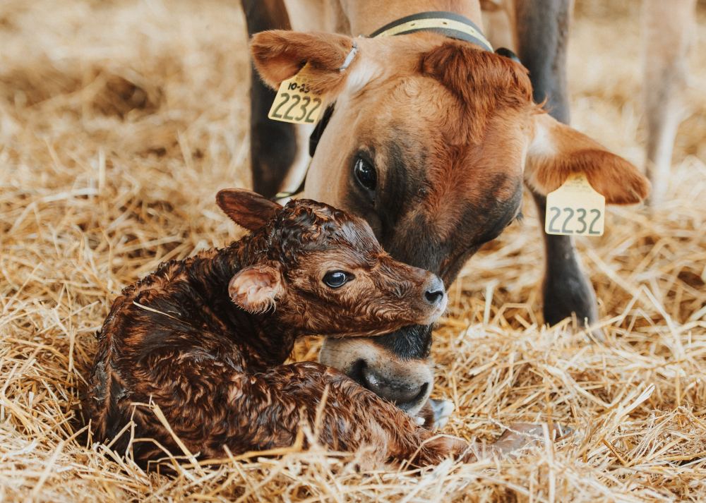 Brown dairy cow with newborn calf