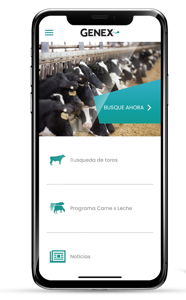 Cell phone with black and white cows on screen