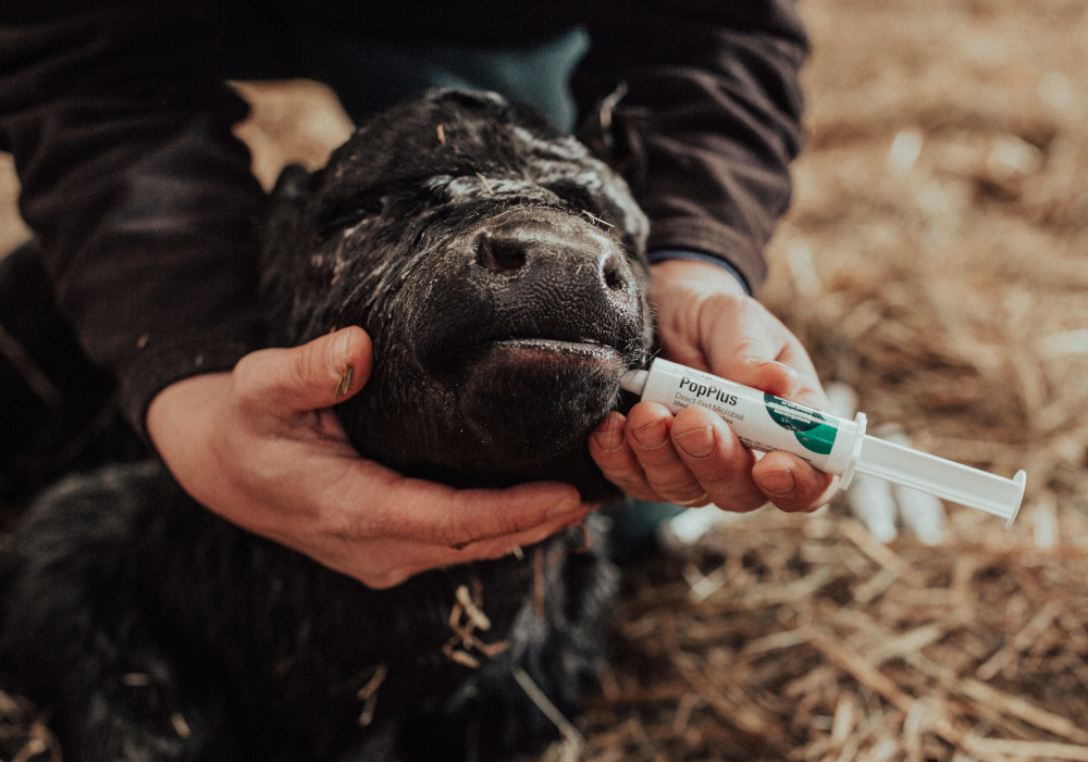 Black baby calf being given direct-fed microbials